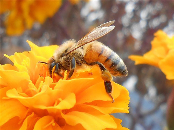 bee