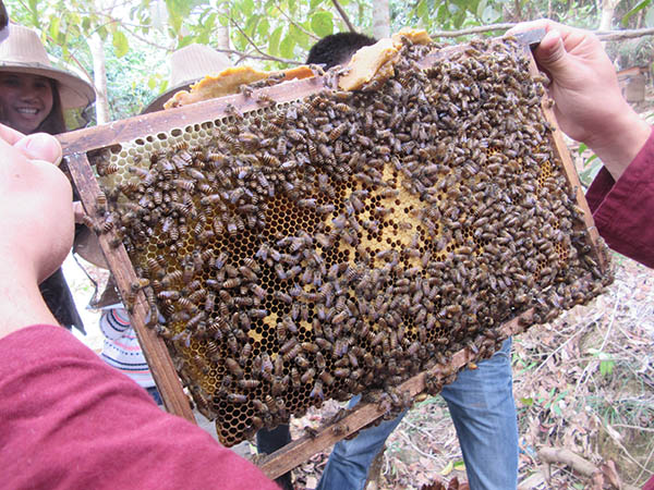 beekeeping beehive