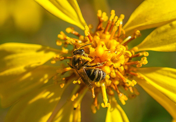 Beekeeping