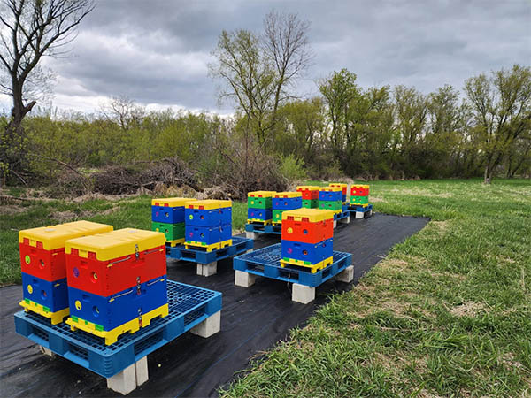 Beekeeping beehive